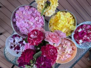 Petal roses