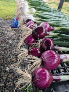 spring onions
