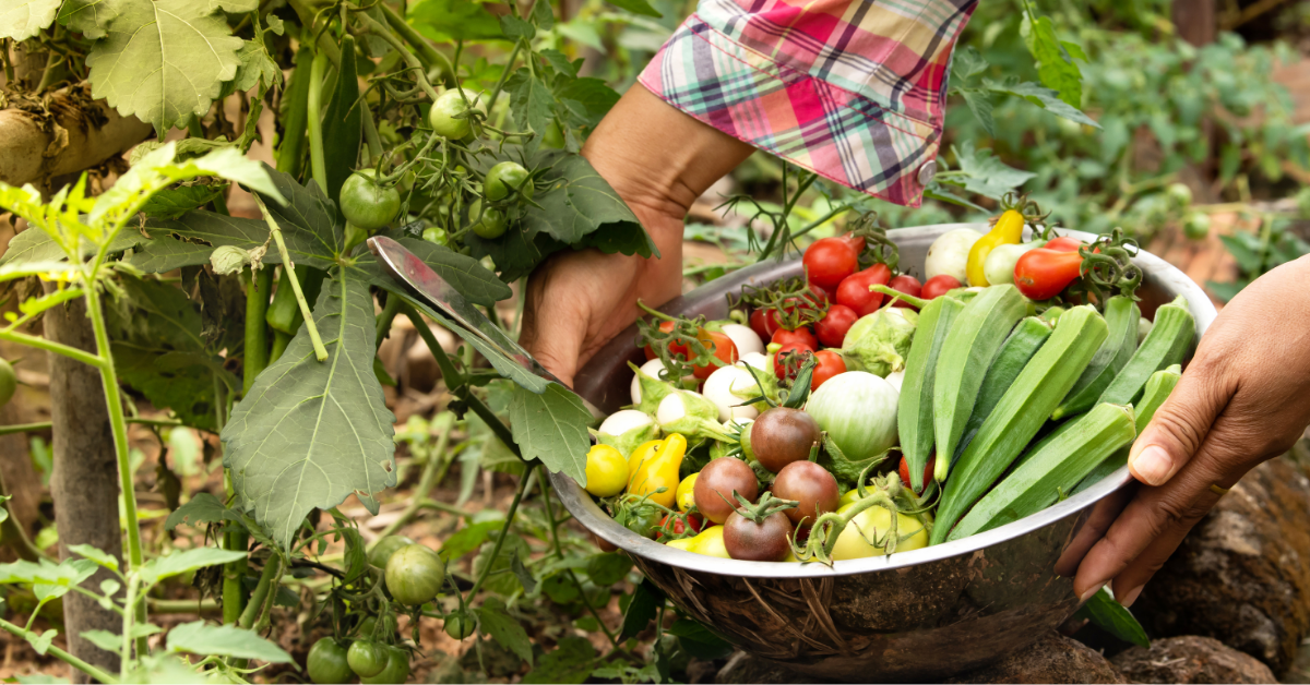 Person picking tomatoes and adding them to a basket of other tomatoes. 
