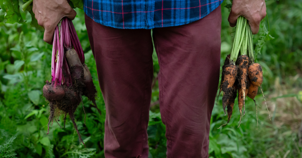 Closeup of farmer and their recently harvested root vegetables